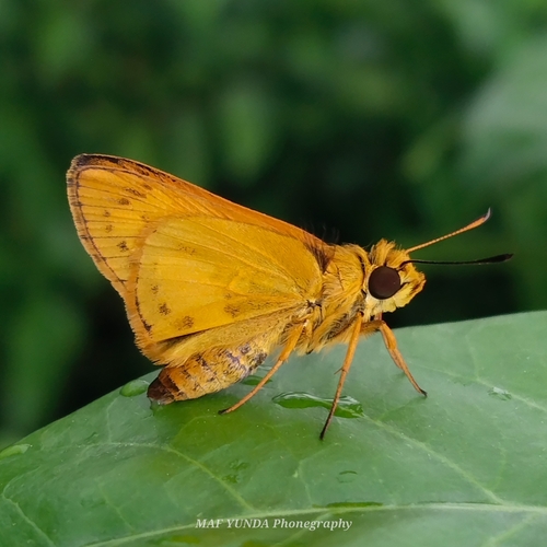 Telicota ternatensis