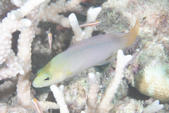Pseudochromis fuscus