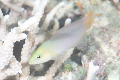 Pseudochromis fuscus