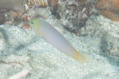 Pseudochromis fuscus