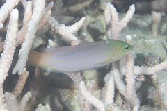 Pseudochromis fuscus