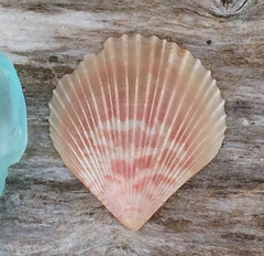 Chlamys hastata