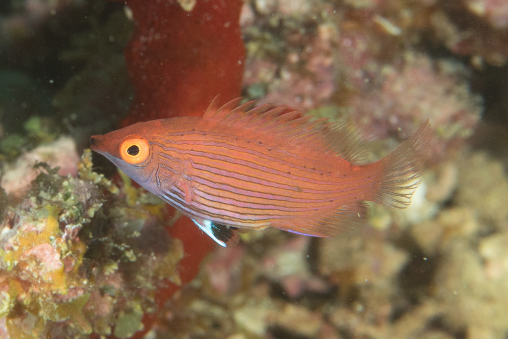 Pinstriped wrasse (Pseudocheilinops ataenia) — Labridae