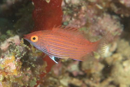 Dwerg-lipvis (Pseudocheilinops ataenia) — Labridae