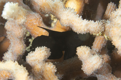 Gobiodon acicularis