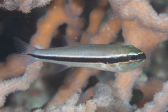 Cheilodipterus parazonatus