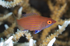 Pseudocheilinops ataenia