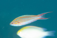 Paracheilinus filamentosus