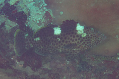 Epinephelus maculatus