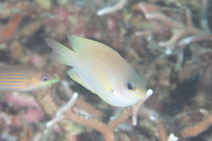 Pomacentrus amboinensis