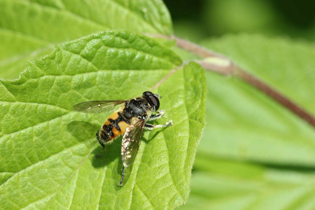 Mallota abdominalis