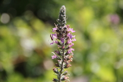 Teucrium canadense canadense