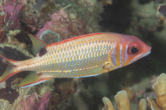 Sargocentron melanospilos