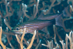 Cheilodipterus artus