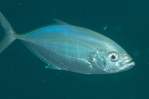 Carangoides plagiotaenia observed 2019-04-26