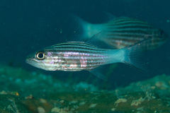 Cheilodipterus intermedius