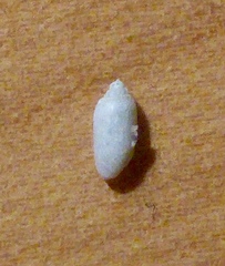 Acteocina inculta