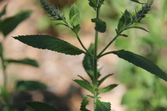 Teucrium canadense canadense