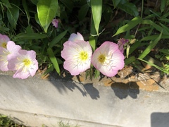 Oenothera speciosa