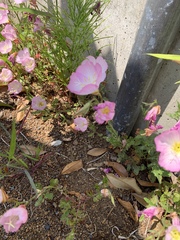 Oenothera speciosa