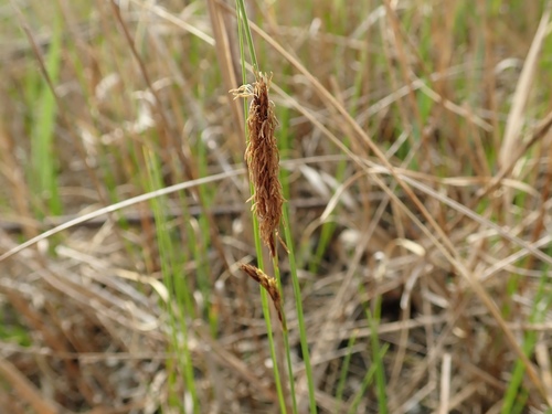 Carex scabrifolia iNat (1)