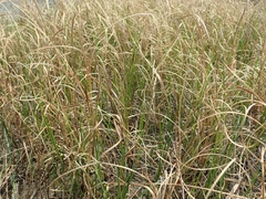 Phacelurus latifolius