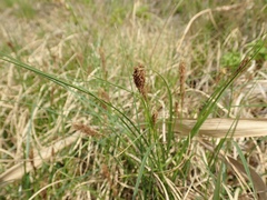 Phacelurus latifolius