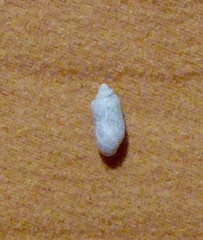 Acteocina inculta