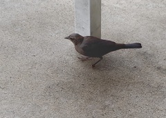 Euphagus cyanocephalus