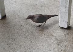 Euphagus cyanocephalus