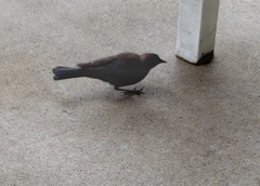 Euphagus cyanocephalus