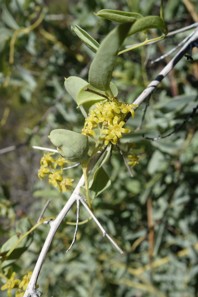 Dioscorea hemicrypta