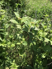 Hydrangea macrophylla