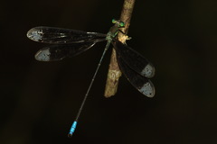 Orolestes selysi