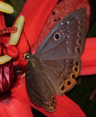 Eurybia molochina