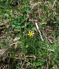 Gagea granulosa