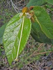 Helicteres laciniosa