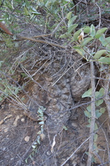 Dioscorea hemicrypta