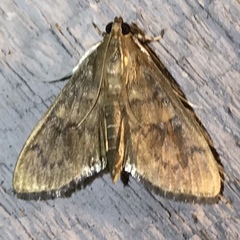 Psara obscuralis