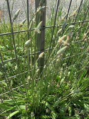 Plantago lanceolata