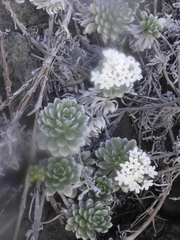 Heliotropium anomalum