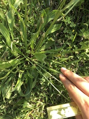 Plantago lanceolata