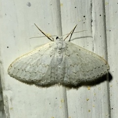 Idaea tacturata