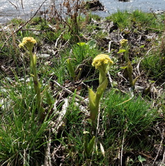Petasites radiatus