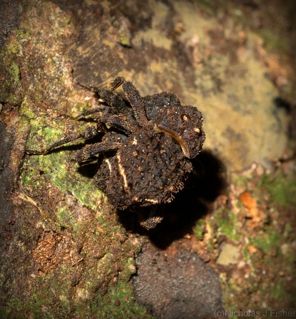 Euryporopterus tenuifasciatus