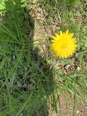 Taraxacum officinale