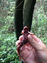 Paramesotriton hongkongensis