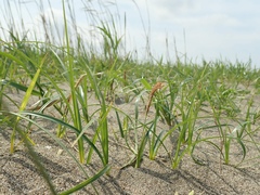 Carex pumila
