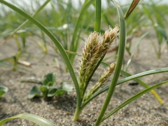 Carex pumila