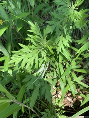Artemisia princeps